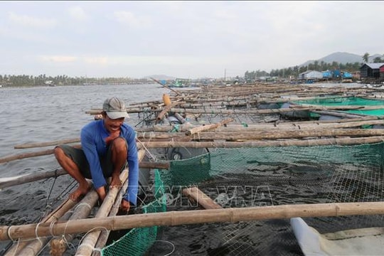 Khôi phục sản xuất chăn nuôi sau bão lũ, đảm bảo nguồn cung dịp Tết