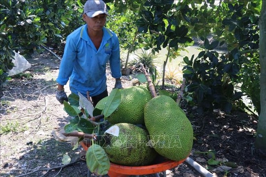 Việt Nam - Trung Quốc ký Nghị định thư về xuất khẩu mít tươi