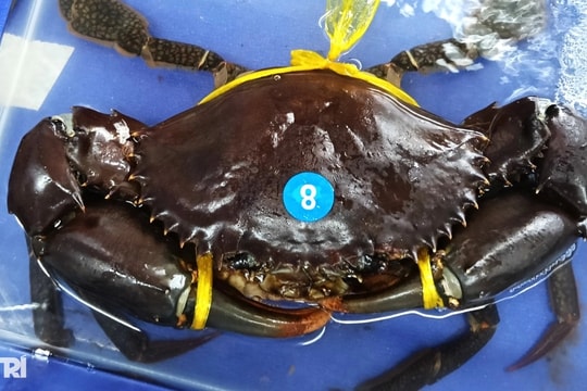 Tìm nhân lực nghiên cứu gen cua biển