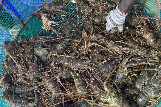 Xuất khẩu tôm hùm nguy cơ giảm tốc vì lũ lịch sử