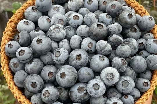 Ăn việt quất tốt cho não thế nào