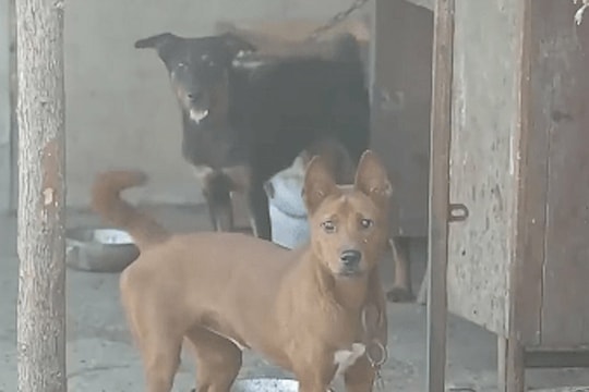 Tiếng chó sủa giúp phá vụ trộm 170 món trang sức vàng