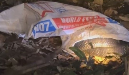 Tá hỏa khi phát hiện rắn hổ mang chúa nặng 7kg trong vườn nhà