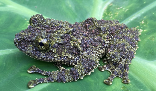 Loài ếch kỳ dị xuất hiện tại một khu rừng ở Thanh Hóa