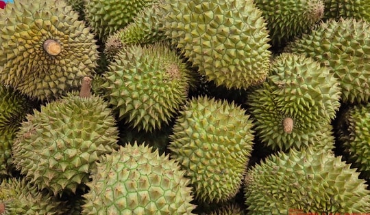 Giá sầu riêng tăng vọt nhưng nông dân vẫn kém vui