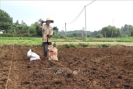 Quảng Ngãi tập trung tái sản xuất, chăn nuôi sau bão lũ