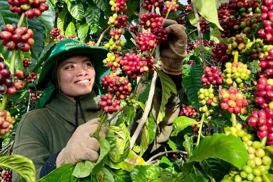 Bộ đôi phân bón Phú Mỹ giúp nâng chất lượng cà phê Việt