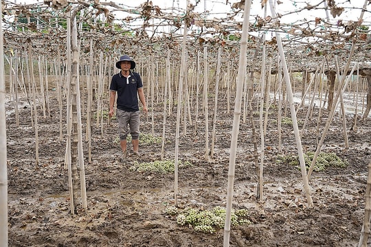 Thủ phủ nho Ninh Thuận thiệt hại nặng sau lũ kỷ lục
