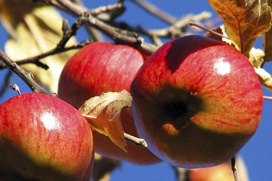 Nước châu Á nào là quê hương của quả táo?