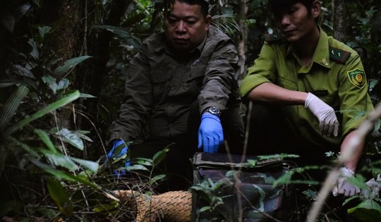 7 con tê tê Java được thả về tự nhiên