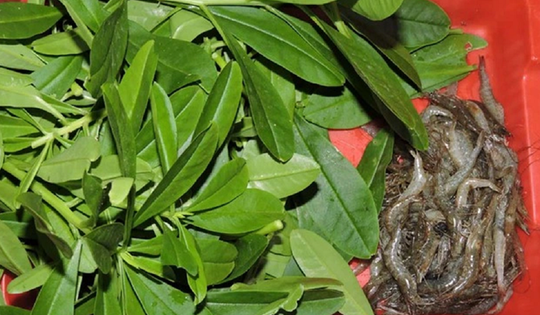 Đừng chỉ ăn củ, lá loài cây này quý như "nhân sâm người nghèo", mọc um tùm như cỏ dại