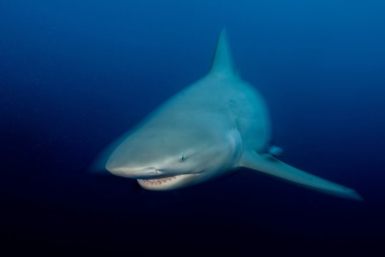 Du khách bị cá mập cắn chết