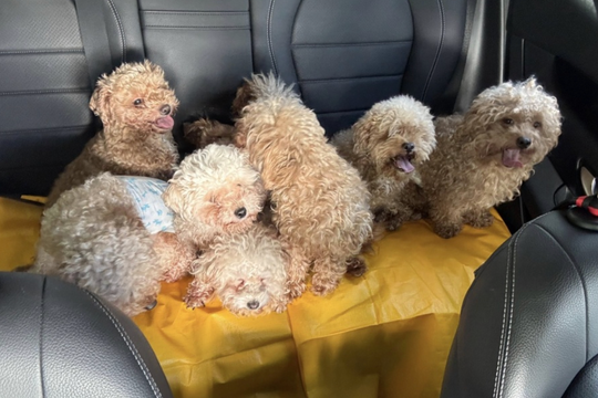 Bị phạt vì nuôi 79 con chó