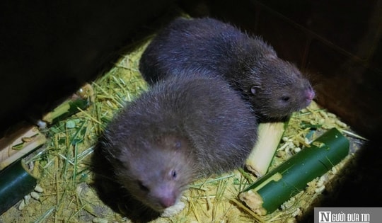 Người dân miền núi Nghệ An thu lời cao từ con siêu gặm nhấm