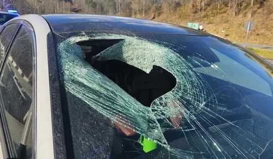 Đại bàng gây tai nạn kỳ lạ, làm vỡ kính chắn gió ô tô