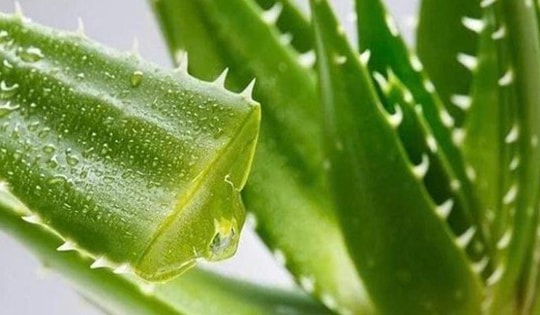 Loại cây là "thần dược" trong làm đẹp, có nhiều công dụng hữu ích