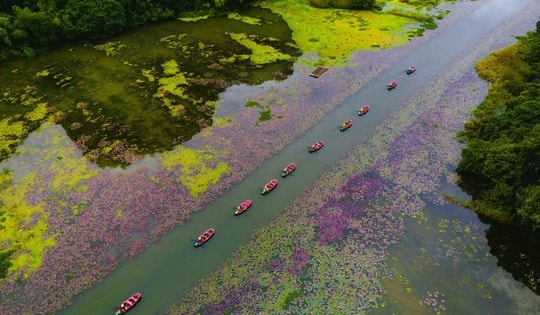 Tam Cốc ngọt lịm mùa hoa súng
