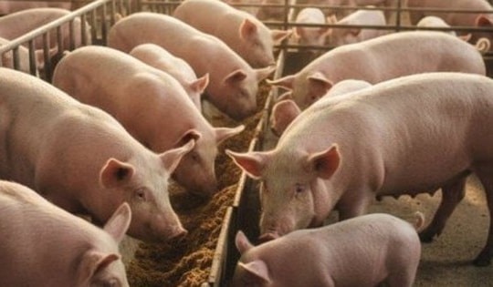 Giá heo hơi hôm nay, 30-11: Diễn biến bất ngờ sau nhiều tháng sụt giảm