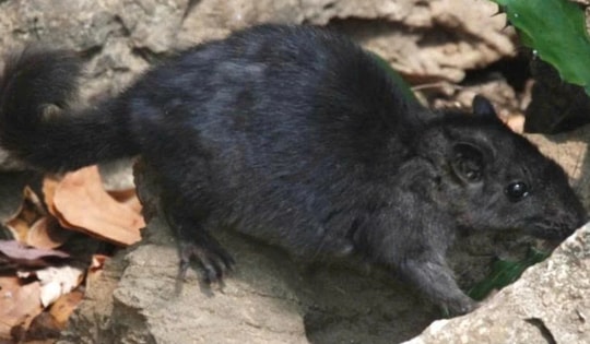 Điều thú vị về loài chuột "tuyệt chủng 11 triệu năm" xuất hiện tại Phong Nha - Kẻ Bàng