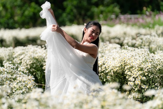 Check in cúc hoạ mi vào mùa nở rộ