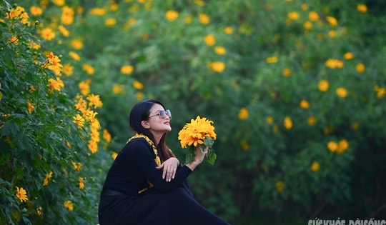 Vườn dã quỳ bung sắc giữa Thủ đô hút khách đến check-in