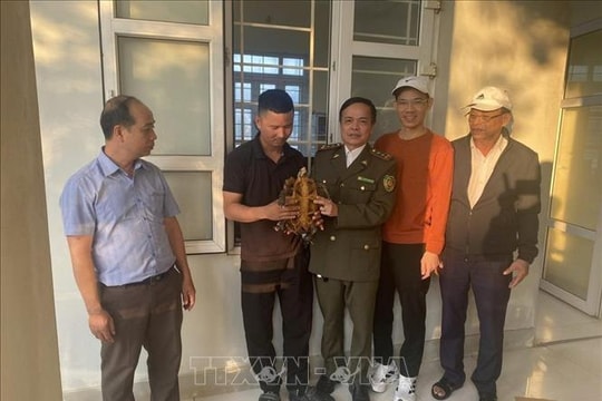 Người dân giao nộp rùa núi viền thuộc nhóm nguy cấp, quý hiếm