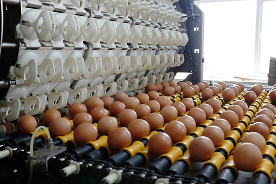 Công ty nông nghiệp Hòa Phát tính chia cổ tức ngay sau IPO