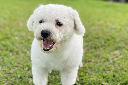 Bị thú cưng cắn khi ngủ chung