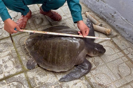 Đồi mồi dứa nặng 17 kg mắc lưới ngư dân