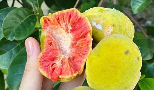 Thứ quà quê có vị chua chua, ruột hồng bắt mắt được nhiều người săn lùng