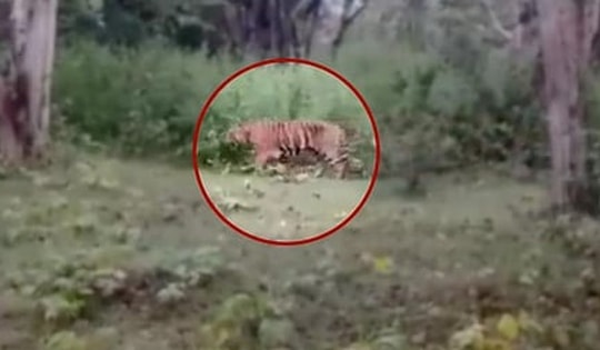 Đi chăn gia súc, người đàn ông 60 tuổi bị hổ dữ vồ tử vong