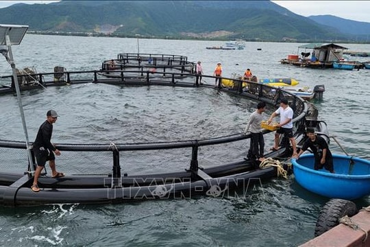 Quảng Trị triệt để ngăn chặn các vi phạm IUU - Bài cuối: Hướng tới nghề cá bền vững