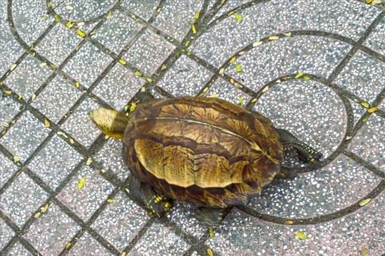 Nghệ An thả cá thể rùa hộp trán vàng quý hiếm về môi trường tự nhiên Pù Huống