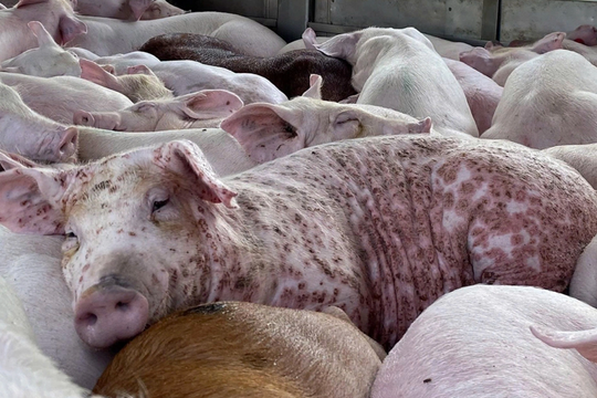 Tiêu hủy hơn 1,2 triệu con heo bệnh trong 11 tháng