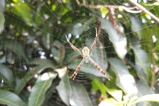 Bị nhện cắn có cần tiêm ngừa uốn ván?