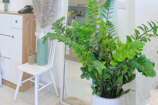 Cách bố trí cây xanh lọc không khí, giảm ô nhiễm bụi trong nhà