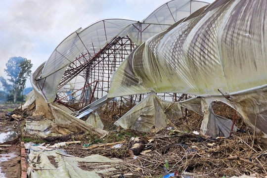 Nhà kính trồng rau ở Lâm Đồng tan hoang sau lũ