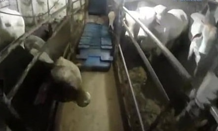 Các băng đảng sử dụng gia súc để buôn lậu ma túy vào châu Âu thế nào