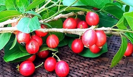 Ký ức tuổi thơ qua loại quả mang hương vị đặc trưng, đỏ au nhìn siêu hấp dẫn