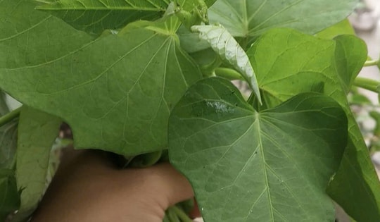 Xuất khẩu lá lạ, bất ngờ thu về 10 triệu USD