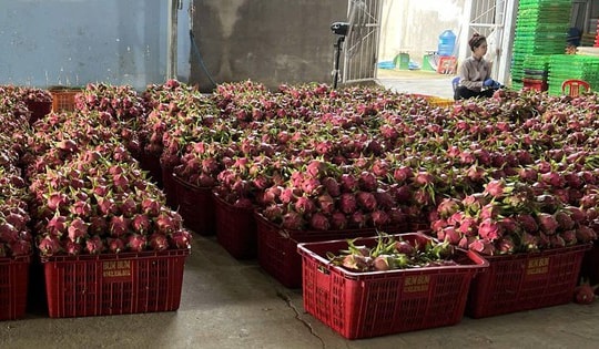 Giá thanh long chong đèn tại Lâm Đồng đạt mức cao nhất nhiều năm