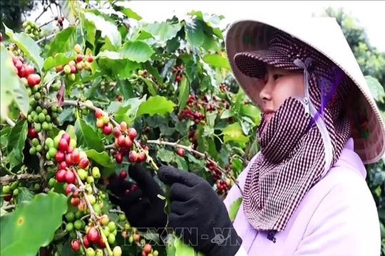 Giá tăng kỷ lục, nông dân trồng cà phê kỳ vọng vụ mùa bội thu