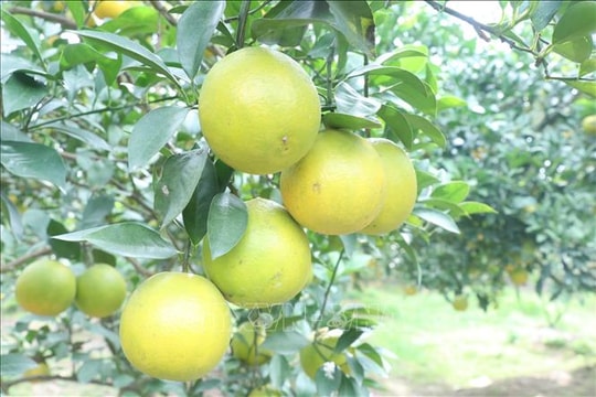 Khẳng định thương hiệu cam Hưng Yên