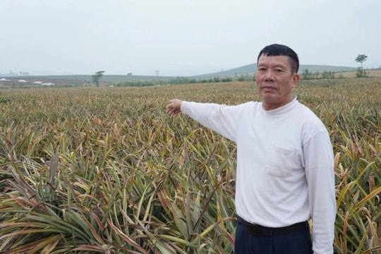 Dứa đang xanh tốt bất ngờ héo lá chết, nông dân lâm cảnh trắng tay