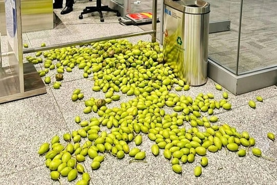 Khách Việt bỏ ở sân bay hàng chục cân xoài cóc và chuyện "dở khóc dở cười"