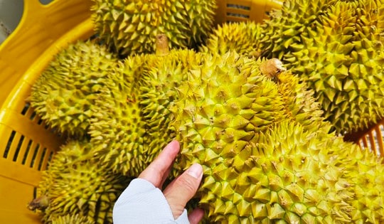 Bộ Nông nghiệp và Môi trường nói gì về vụ án liên quan xuất khẩu sầu riêng?