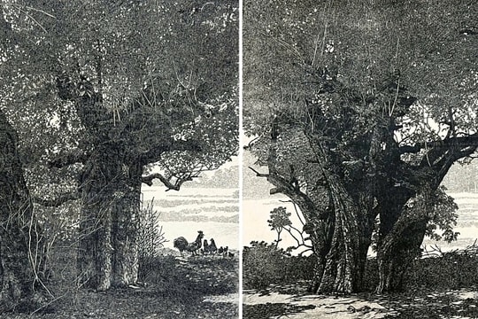 Tranh vẽ cổ thụ ở đền thờ Ngô Quyền đoạt giải nhất