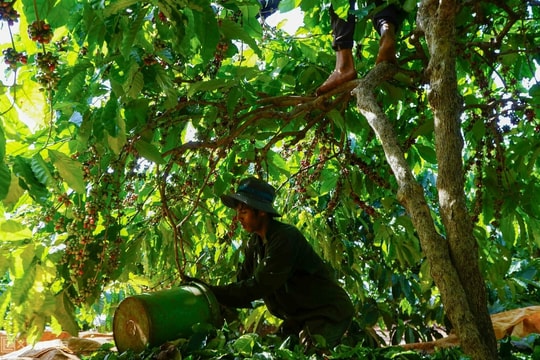 Xuất khẩu nông, lâm, thủy sản 11 tháng vượt kỷ lục năm 2024