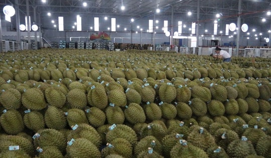 Mua hồ sơ xuất khẩu sầu riêng với giá... hàng trăm triệu đồng!