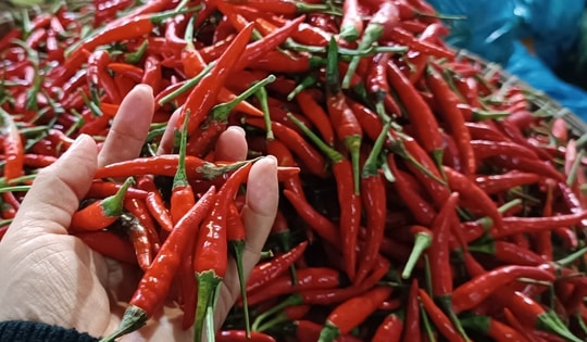 Giá ớt, hành lá vẫn tăng cao bất thường